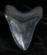 Dark Inch Megalodon Tooth - Serrated #1385-2